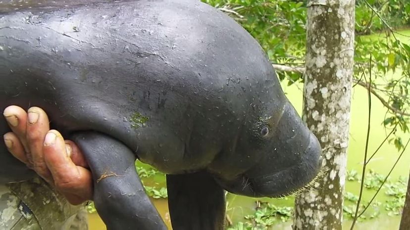 #28 Amazonian Manatee