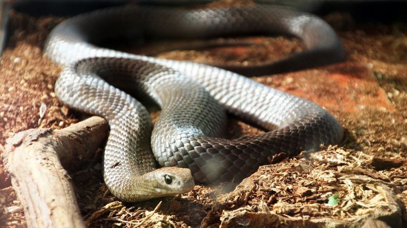 Eastern brown snake