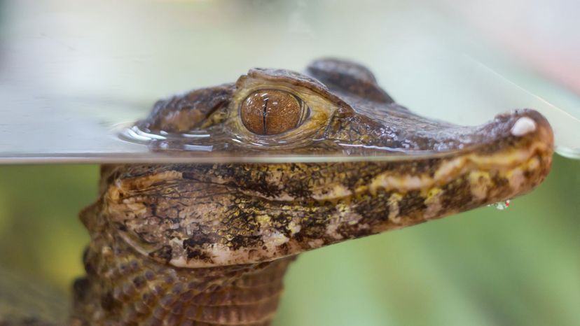 Dwarf Caiman