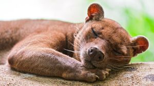 There Are Millions of Animal Species, So We'll Be Impressed If You Can Identify 11