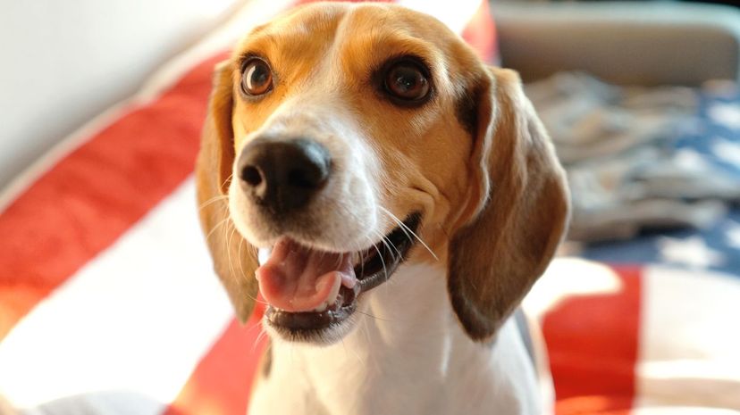 #34 Beagle