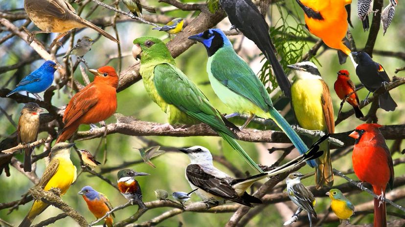 Animal Experts Can Name All 50 Bird Species From Just One Image. Can You?