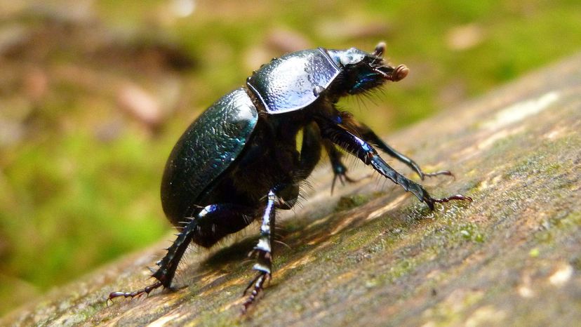 Dung Beetle