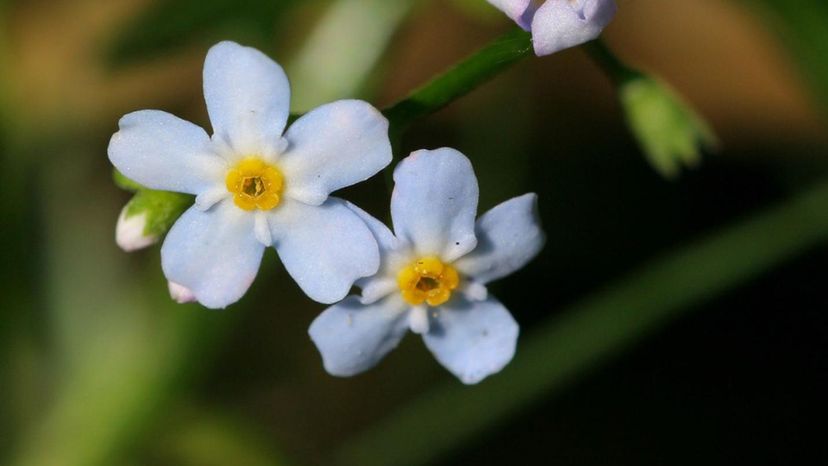 Forget-me-not