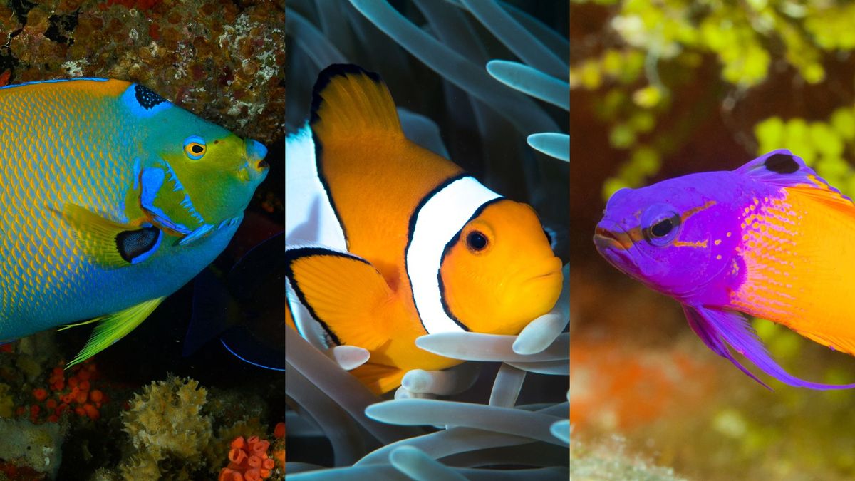 Rare Tropical Saltwater Fish