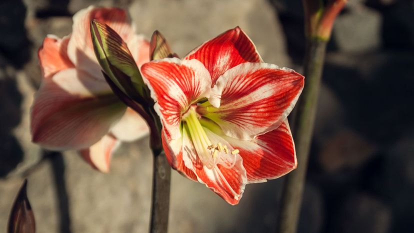 red and white amaryllis