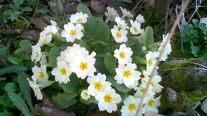 Primrose