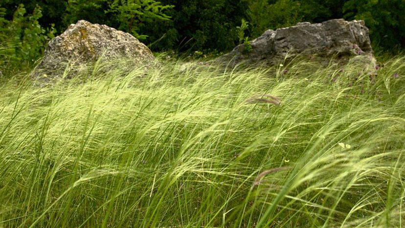 NEEDLEGRASS