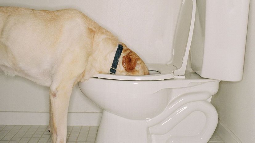 Dog drinking out of toilet