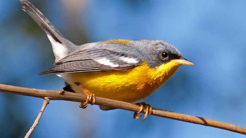 Tropical Parula