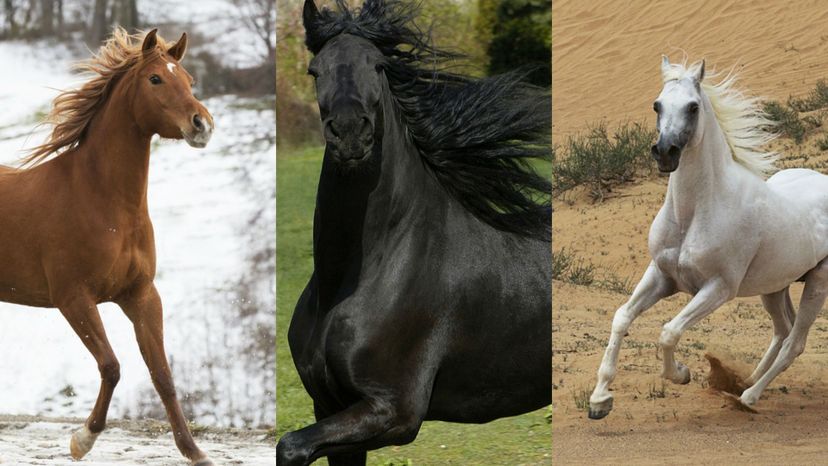 Can You Guess These Horse Breeds in this Hidden Picture Game?