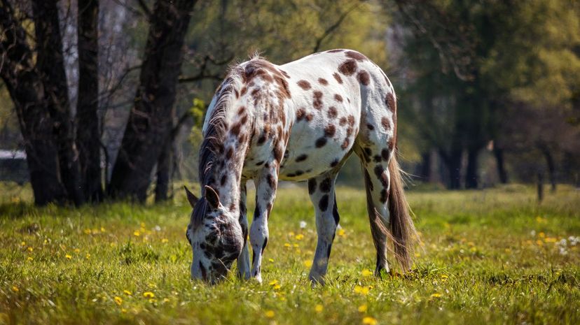 Appaloosa