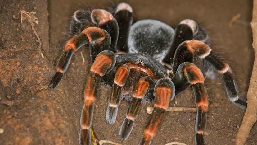 Mexican Orange-Kneed Tarantula