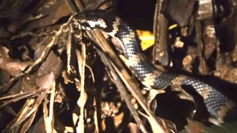 Stephens's Banded Snake