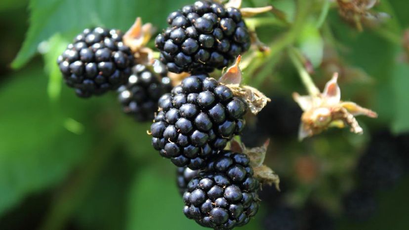 Wild Blackberry