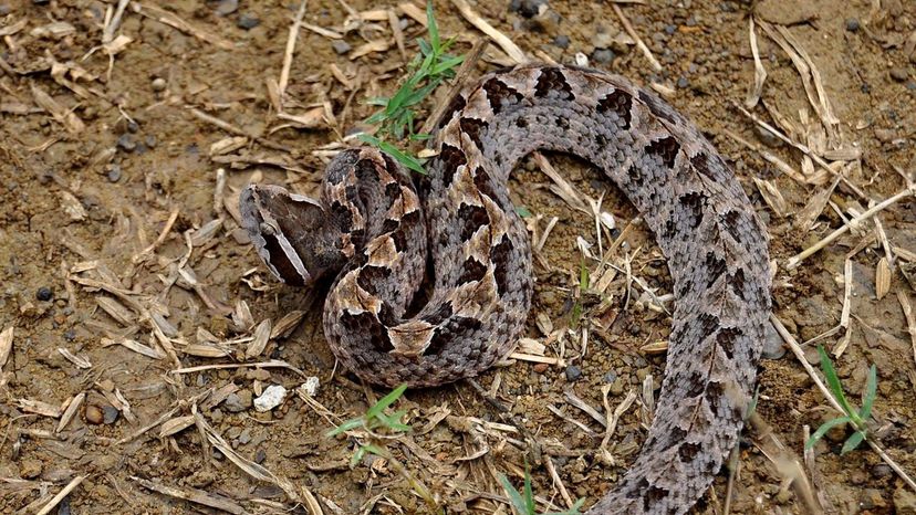 Malayan Pit Viper