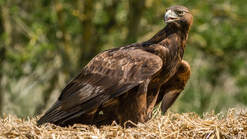 Golden Eagle