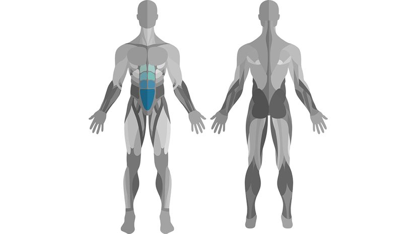 Rectus Abdominis