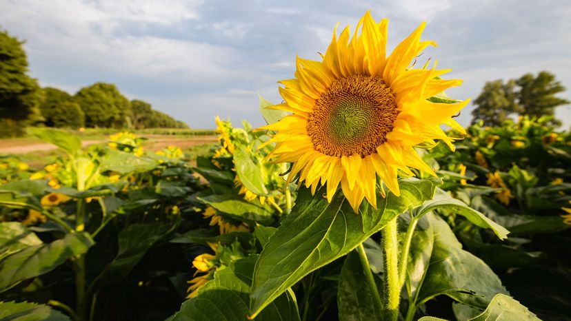 1 Sunflower GettyImages-1015016860