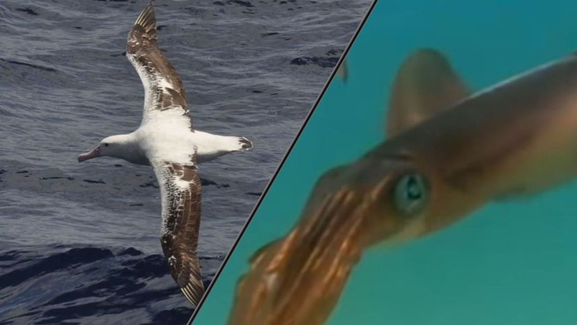 Albatrosses and Squid