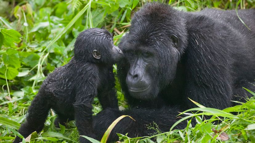 Mountain Gorilla