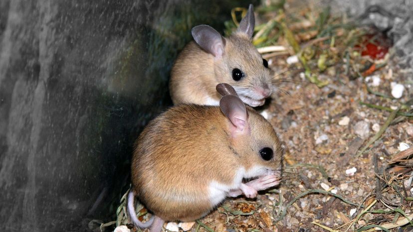 Hopping Mouse