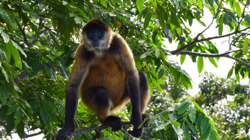 Black-handed Spider Monkey