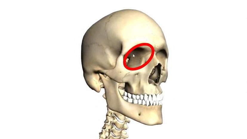 ethmoid bone