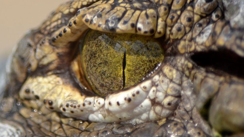 Q 13 Crocodile Eye