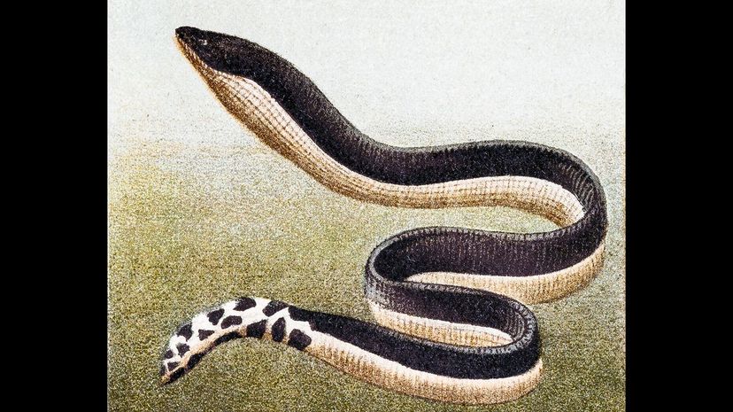 Yellow-bellied sea snake