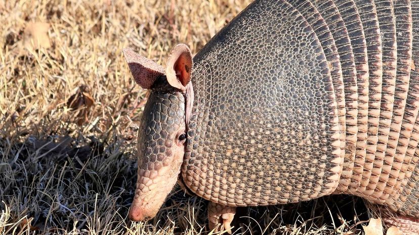 Armadillo