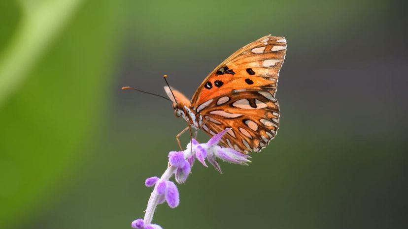 Atlantis Fritillary