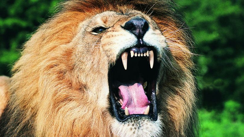 Lion