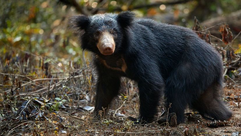 Sloth bear