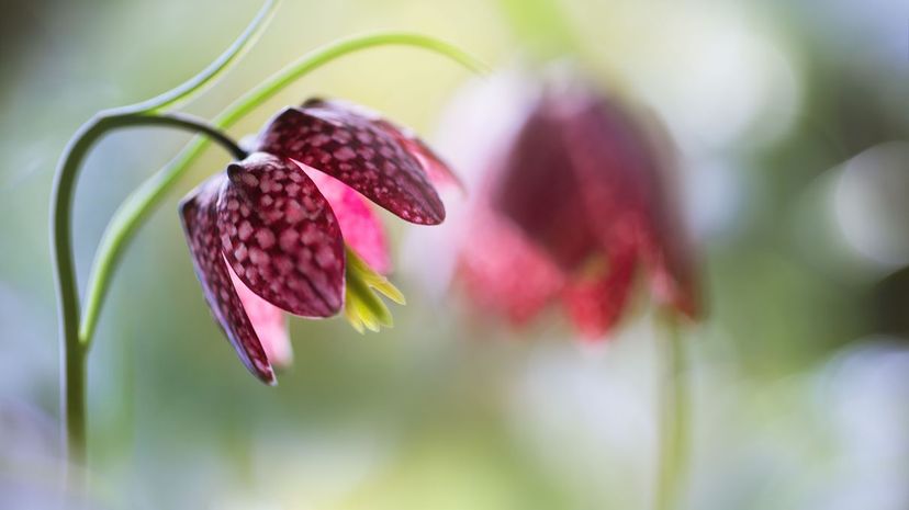 Checkered lilies