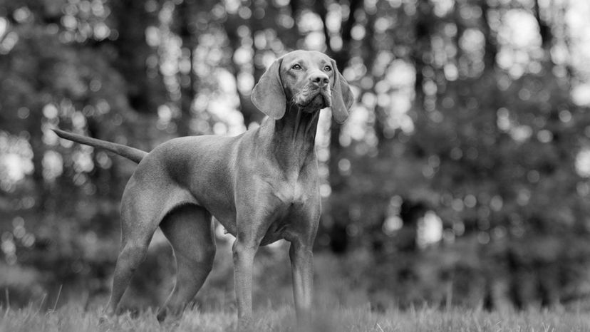 Vizsla