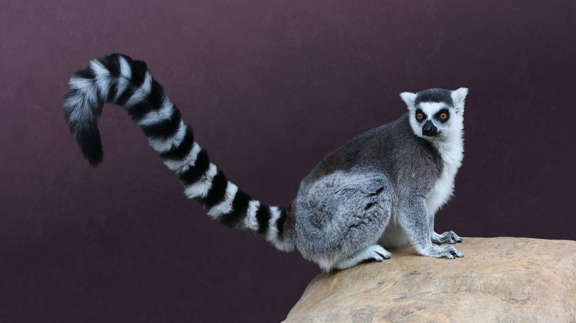 Ring-Tailed Lemur