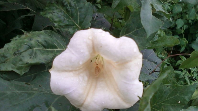 Jimson weed (datura genus)