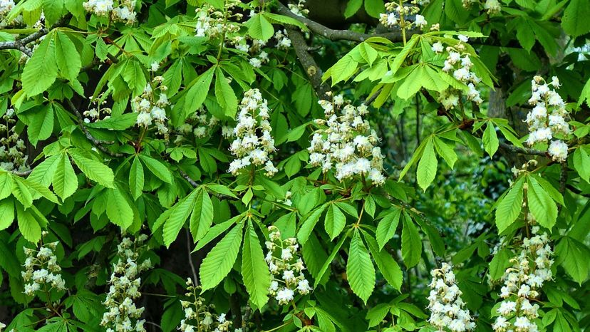 Horse Chestnut