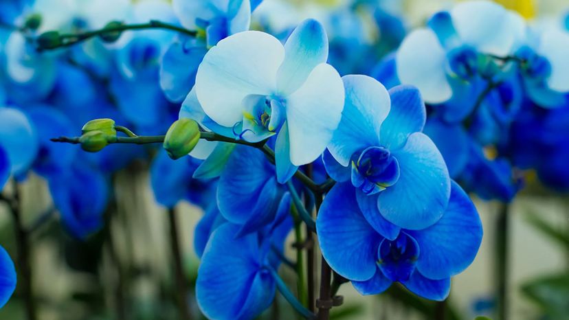 blue orchid
