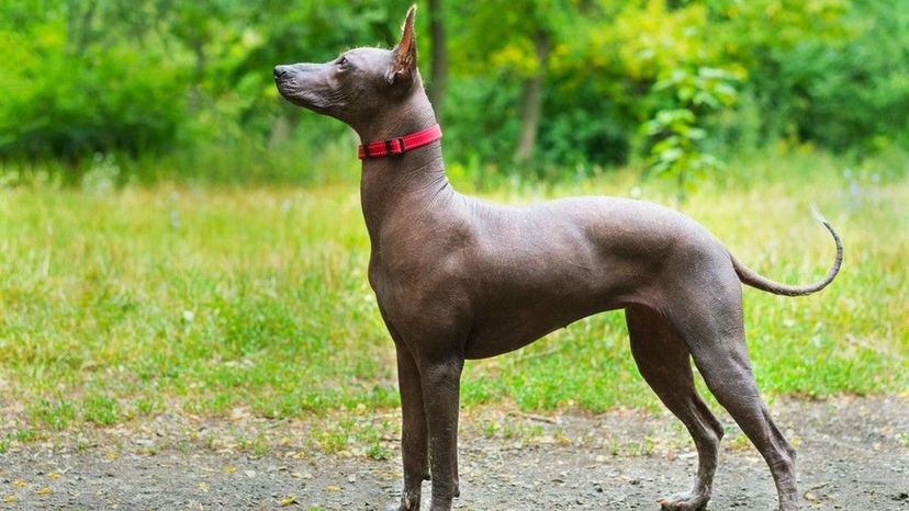 Mexican hairless