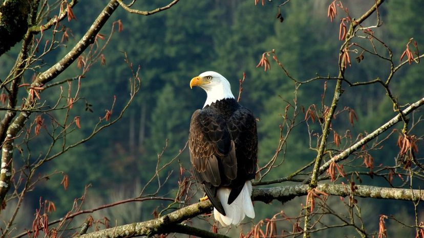 Bald Eagle