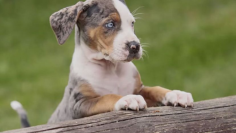 Louisiana Catahoula Leopard Dog (Catahoula Cur)