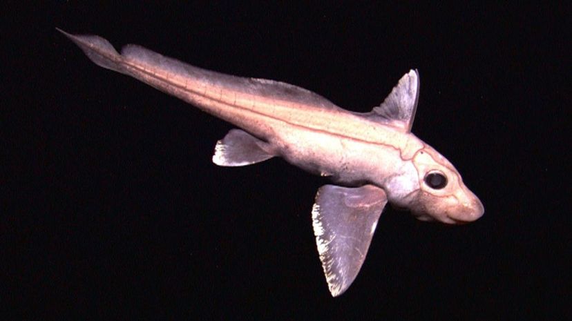 31 Chimaera