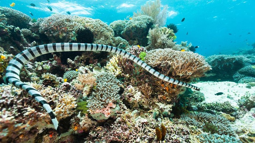 20 Banded sea snake