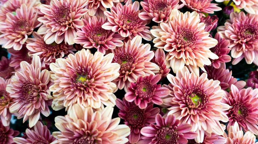 Chrysanthemum