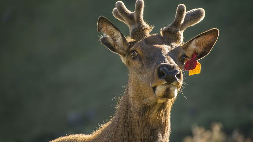 Reindeer Caribou