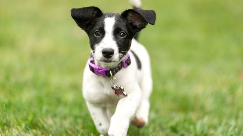 puppy 30