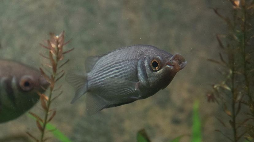 Gourami