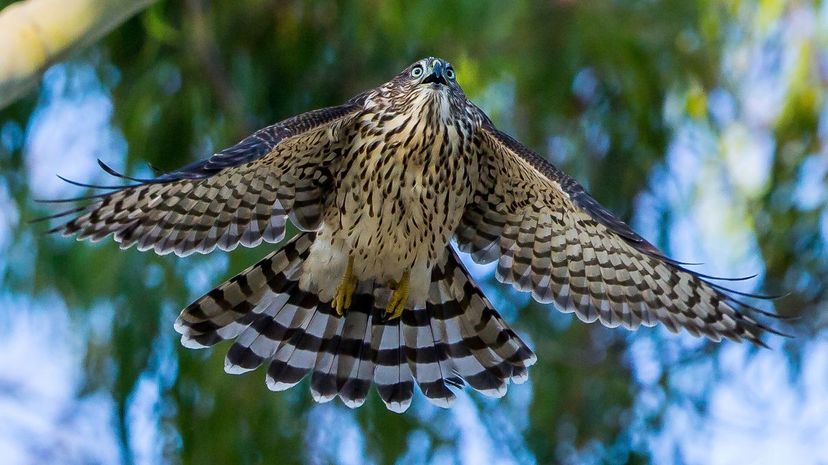 Cooper's hawk